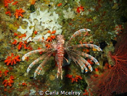Christmas Lionfish by Carla Mcelroy 